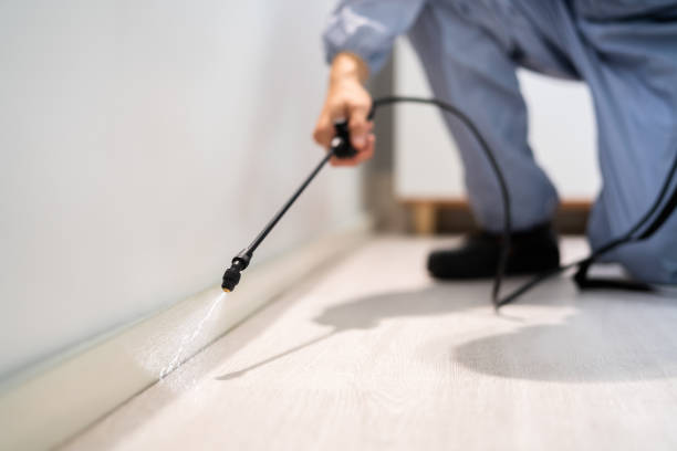 Licensed Ant Control service in Sherman, IL - Show Me Pest Control